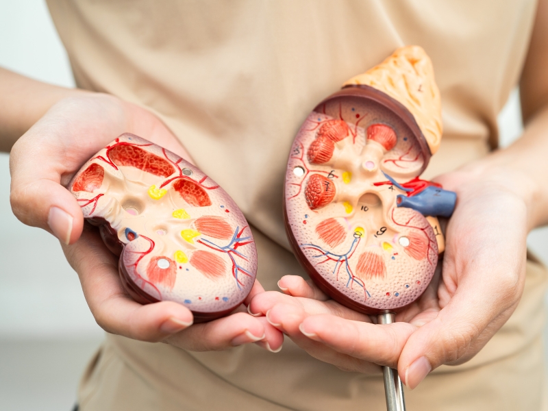 Tạng Thận Trong Đông Y: Là gì? Chức năng, Bệnh lý, Điều trị