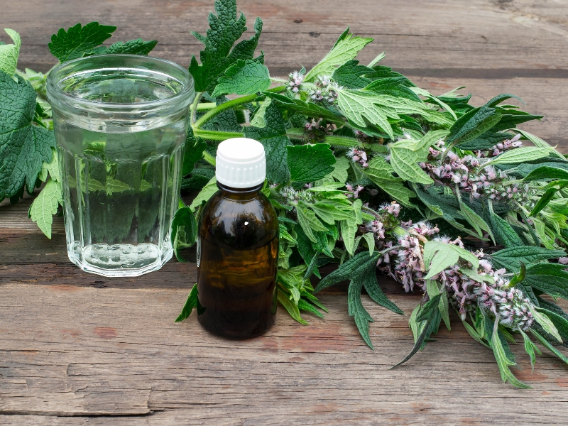 Công dụng của ích mẫu thang - Bài thuốc truyền thống dành cho sức khỏe phụ nữ